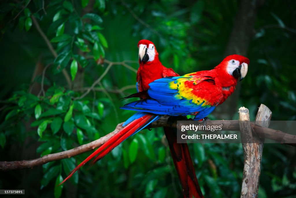 Ibis macaws