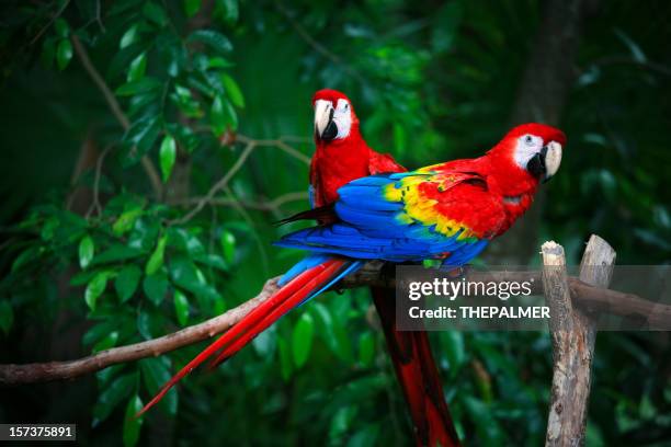 scarlet macaws - papegaai stockfoto's en -beelden