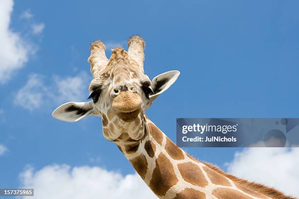 giraffe with funny expression - giraffe stock pictures, royalty-free photos & images