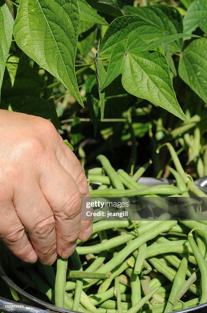 Hand picking dwarf French beans
