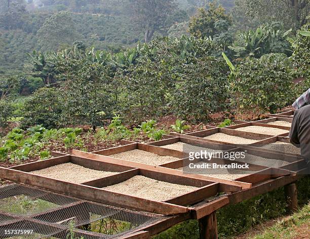 coffee beans drying on the plantation - coffee farm stock pictures, royalty-free photos & images