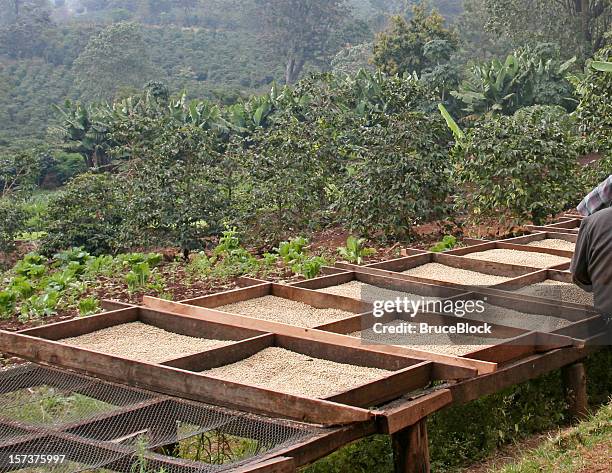 grãos de café na plantação de secagem - plantação imagens e fotografias de stock