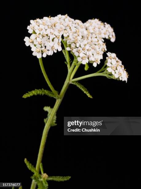 schafgarbe - yarrow stock-fotos und bilder