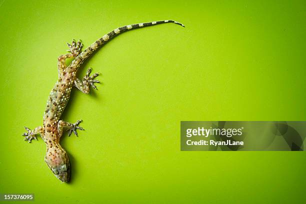 klettern auf grünem hintergrund gecko - gecko stock-fotos und bilder