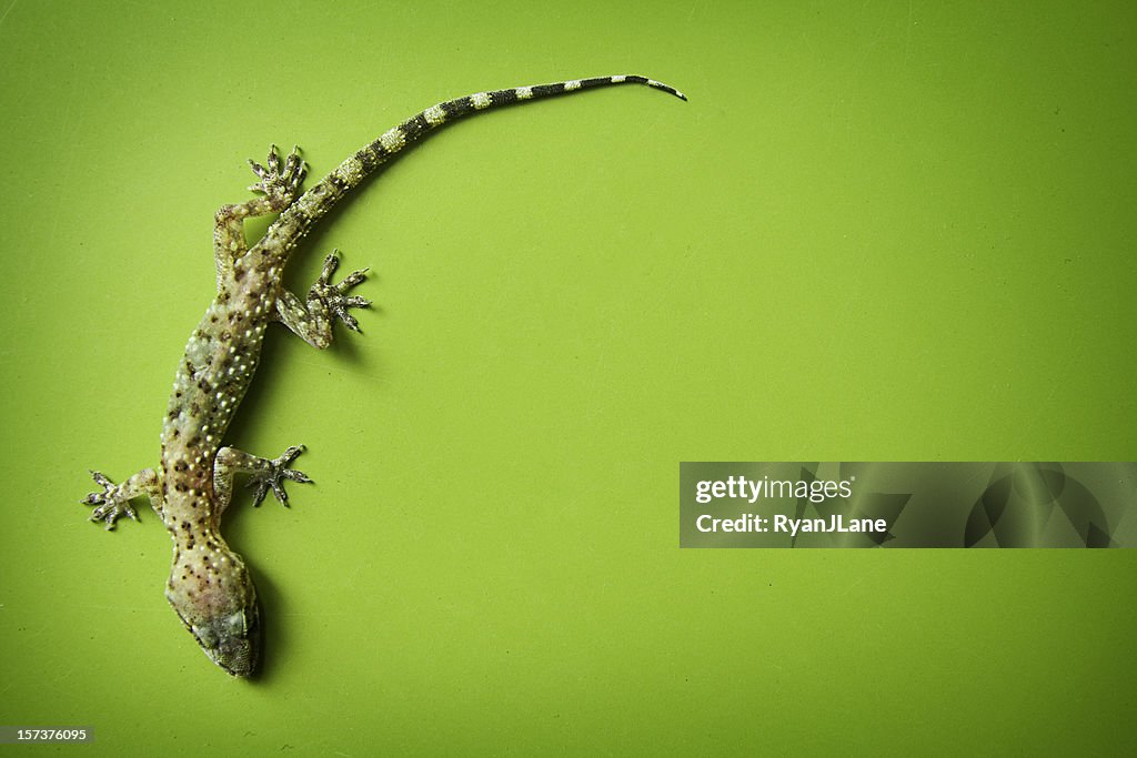 Climbing Gecko on Green Background