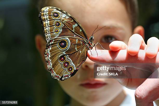 garçon de 7 ans enfant avec papillon sur le doigt - partie du corps d'un animal photos et images de collection