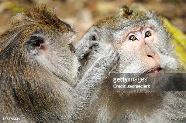monkey grooming - ubud monkey forest stock pictures, royalty-free photos & images