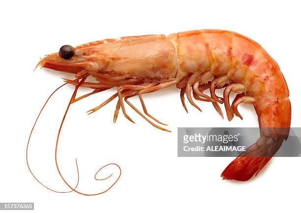 cooked shrimp with full shell isolated on white background - kräftdjur bildbanksfoton och bilder