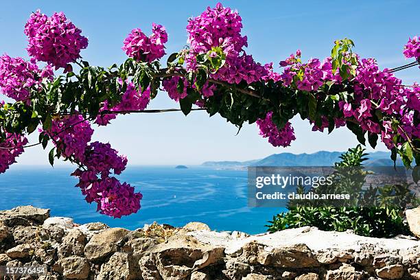 pink buganvilias blumen. farbe - bougainvillea stock-fotos und bilder