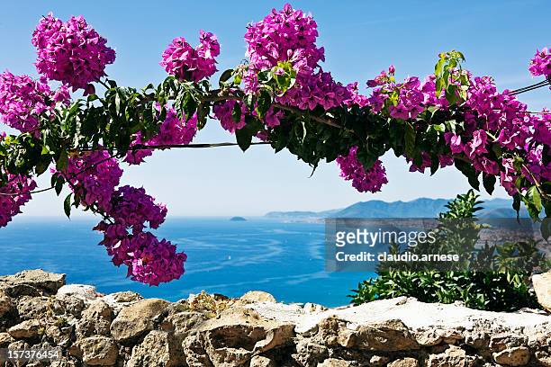 pink buganvilias flowers. color image - bougainvillea stock pictures, royalty-free photos & images