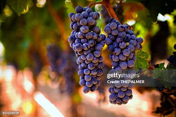 ripe grapes - napa valley stockfoto's en -beelden