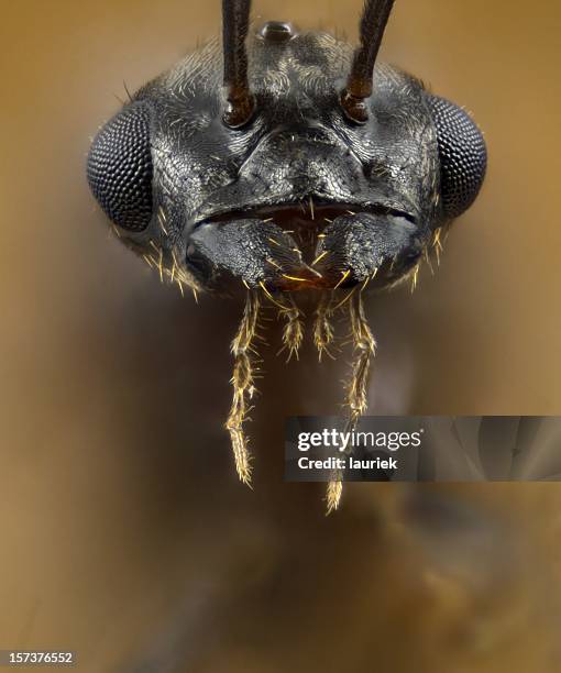 male lasius flying ant portrait - compound eye stock pictures, royalty-free photos & images