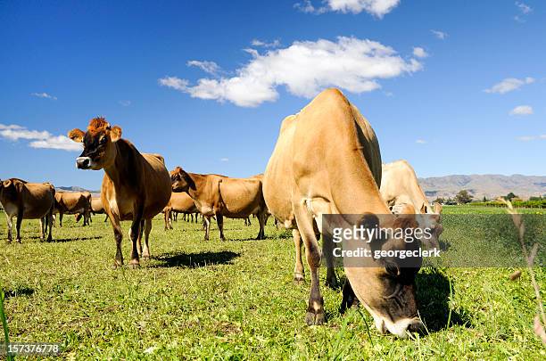 jersey cows grazing - graze stockfoto's en -beelden