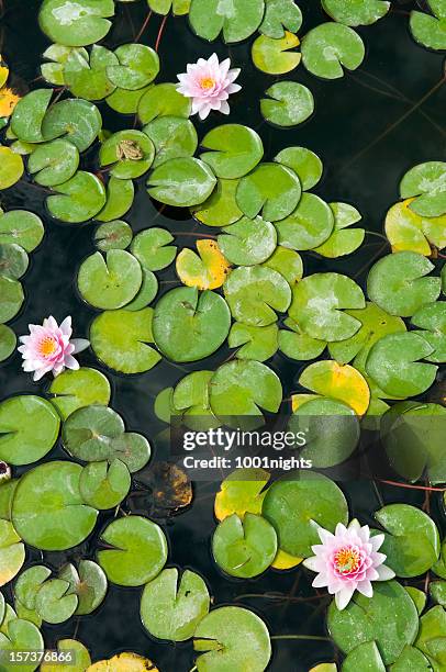 water lily - padma stock pictures, royalty-free photos & images