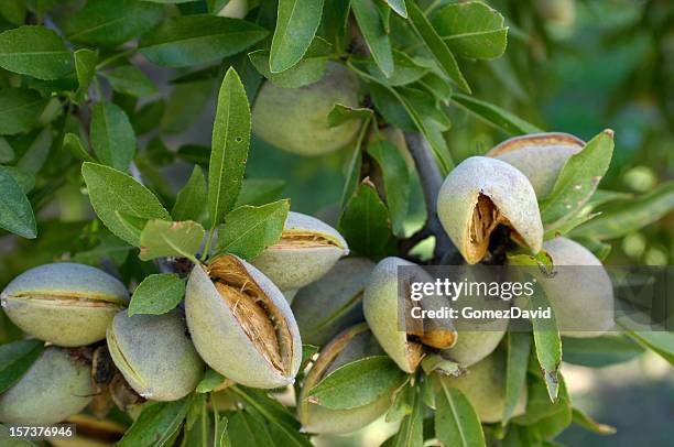 close-up of ripening almonds on central california orchard - amandel stockfoto's en -beelden