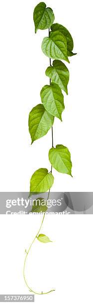 creeper plant, isolated on white, clipping path included. - vine stock pictures, royalty-free photos & images