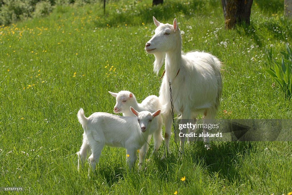 Large goat with two baby goats looking out into pasture