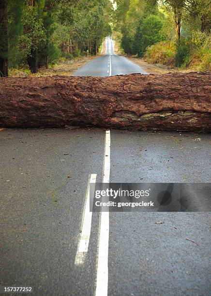 tree blocking the road - fallen tree stock pictures, royalty-free photos & images