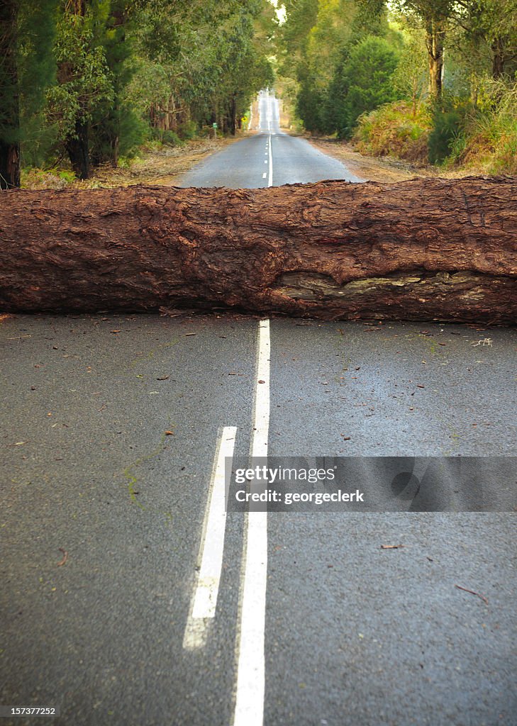 Tree Blocking the Road