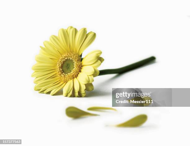 yellow daisy - daisy petal stock pictures, royalty-free photos & images