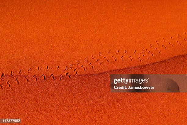 empreintes dans le sable du désert - bush australien photos et images de collection