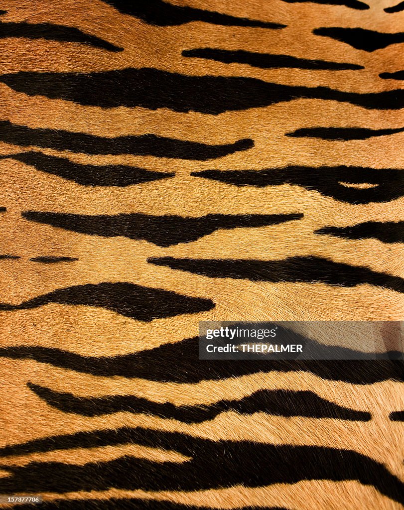 Tiger fur