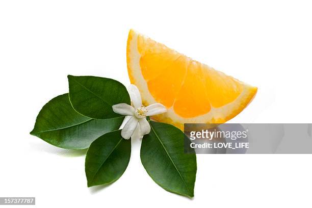 orange slice - citrus blossom stock-fotos und bilder