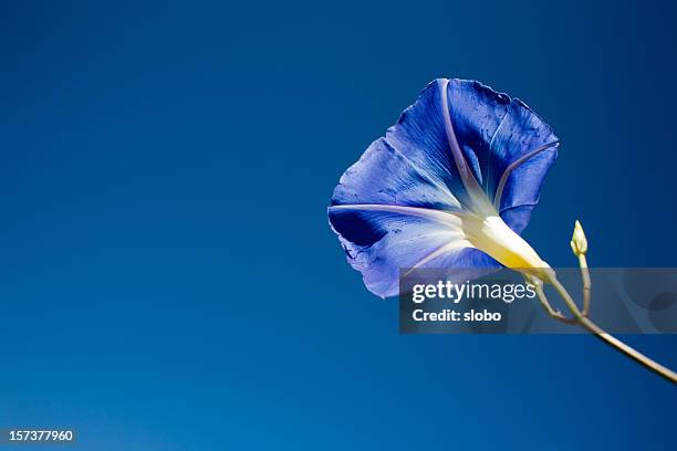 blue gentle flower - purperwinde stockfoto's en -beelden