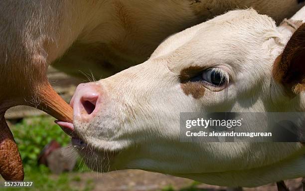 a la hora del almuerzo - ubre fotografías e imágenes de stock