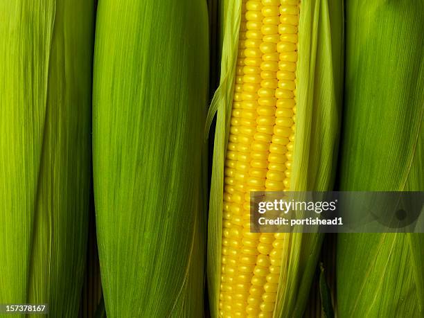 maíz - corn fotografías e imágenes de stock