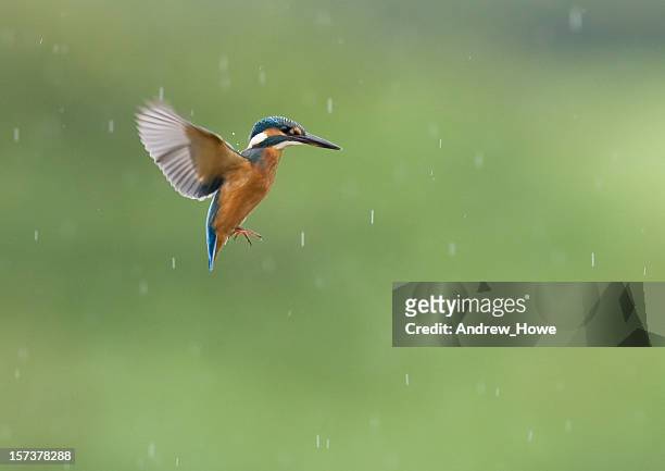 eisvogel (alcedo atthis) - kingfisher stock-fotos und bilder