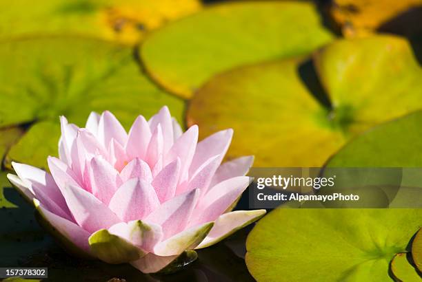pink waterlily with large green water leaves - i - water garden stock pictures, royalty-free photos & images