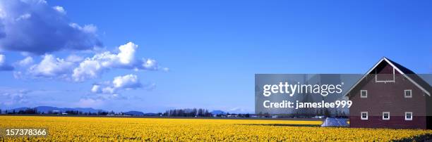 daffodil field - skagit county stock pictures, royalty-free photos & images
