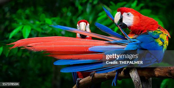 scarlet macaws perched - macaw stock pictures, royalty-free photos & images