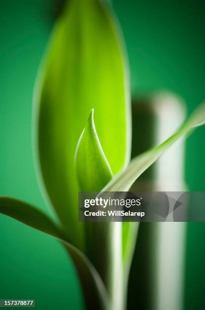 bamboo - bamboo leaf stock pictures, royalty-free photos & images