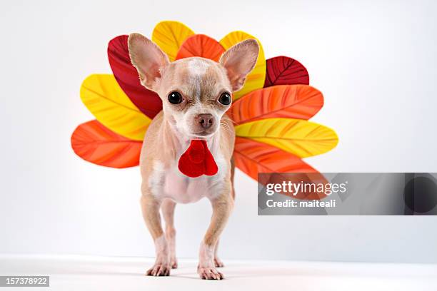 chihuahua dog dressed up as a turkey - funny turkey images stockfoto's en -beelden