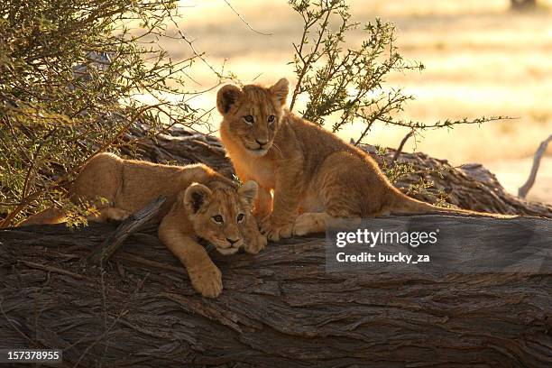 pair of young lion cubs baklit by a sunrise - lion cub stockfoto's en -beelden