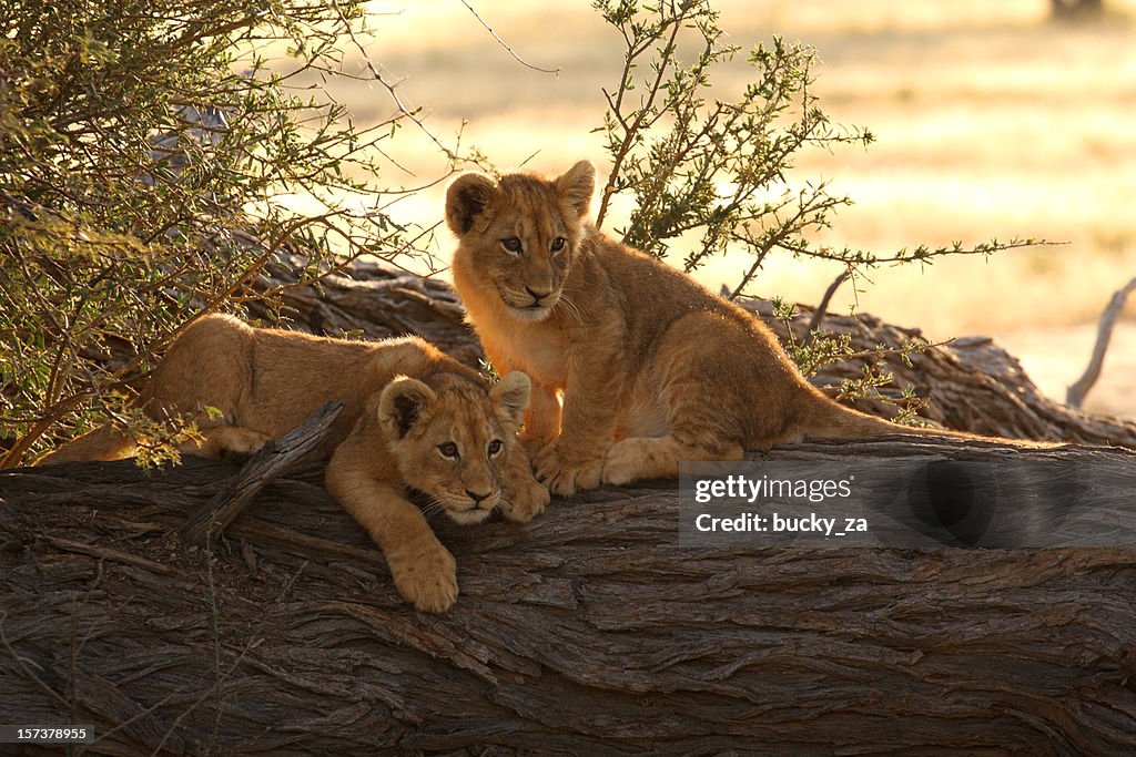 Duas jovens filhotes de leão baklit por um nascer do sol