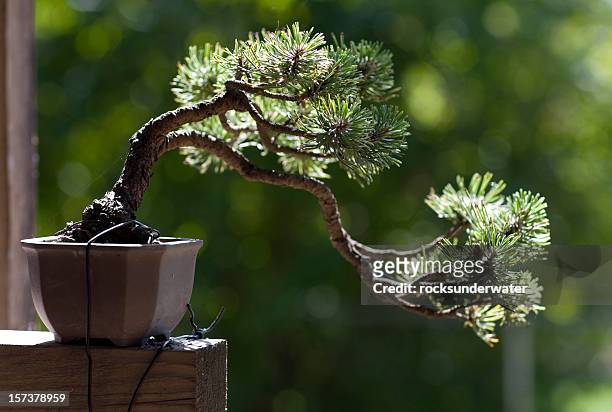 close-up of single bonsai tree by a window sill - bonsai tree stock pictures, royalty-free photos & images