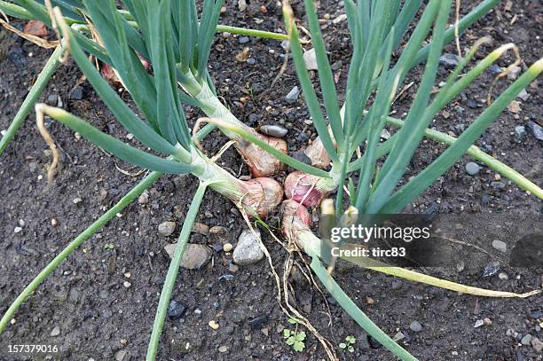 shallot onions growing in earth - sjalot stockfoto's en -beelden