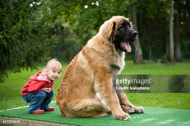 little girl hiding behind a 6 month old leonberger puppy - leonberger stock pictures, royalty-free photos & images