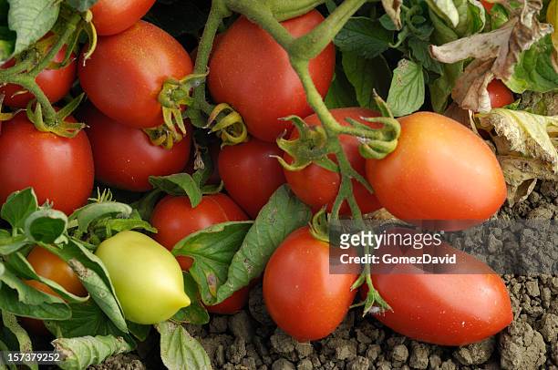 close-up of ripening roma tomatoes on the vine - plum tomato stock pictures, royalty-free photos & images