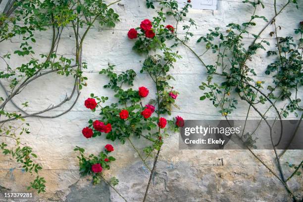 roses on a white wall. - red bud stock pictures, royalty-free photos & images