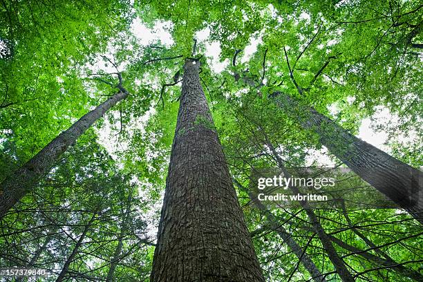 tall trees in the forest primeval - can't see the wood for the trees stock pictures, royalty-free photos & images