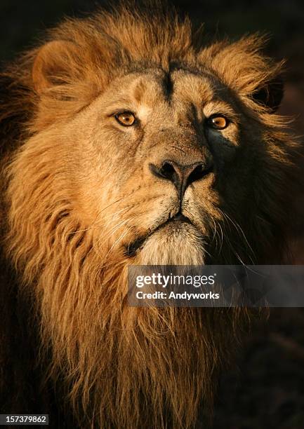 the king - majestic lion stock pictures, royalty-free photos & images