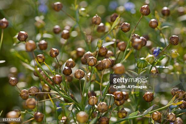 semilla de lino estaciones de crecimiento comunes en suecia de verano - flax seed fotografías e imágenes de stock