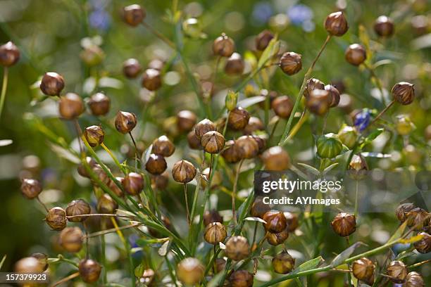 common flax seed pods growing in sweden summer - flax plant stock pictures, royalty-free photos & images