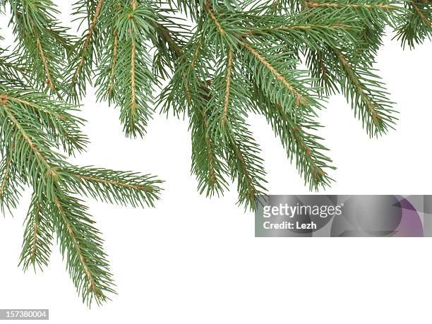 fir branch - needle plant part 個照片及圖片檔
