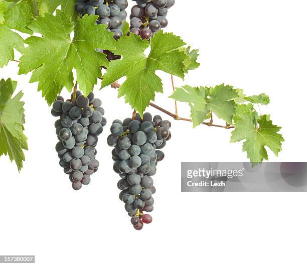 clusters of grapes hanging from branches - limb stockfoto's en -beelden