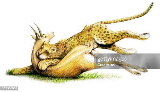 leopard tötet ein springbock - gazelle stock-grafiken, -clipart, -cartoons und -symbole